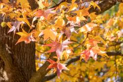 A photo of fall leaves